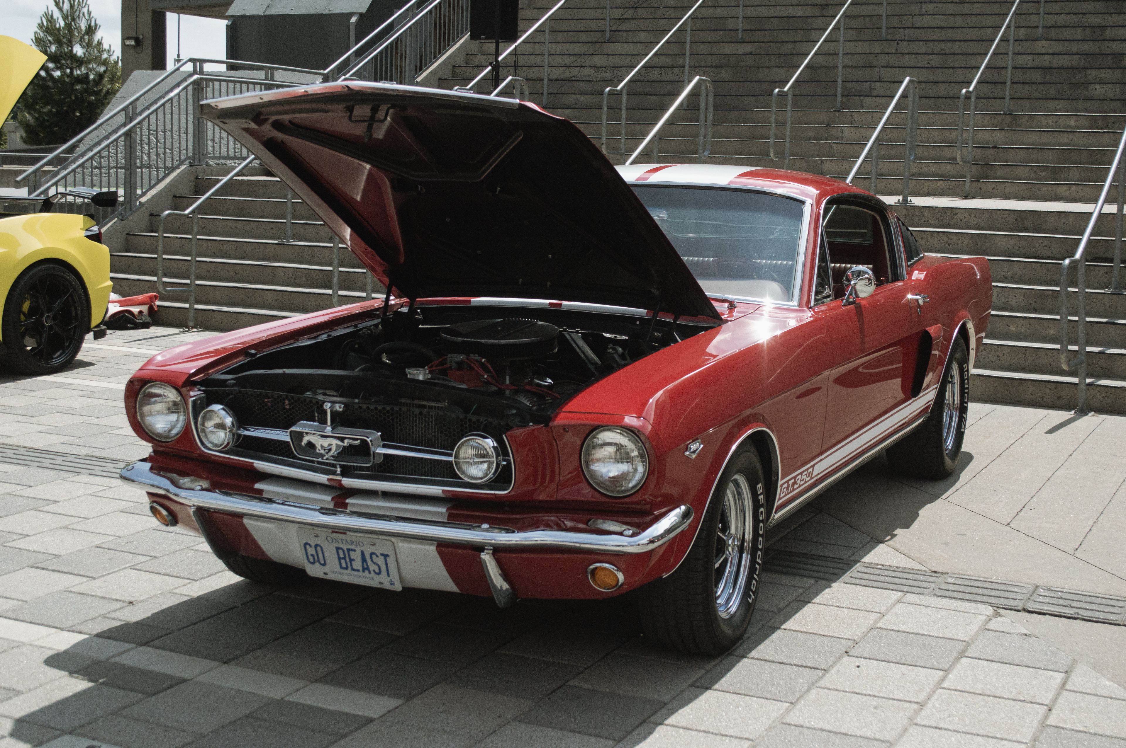 Shelby Classic