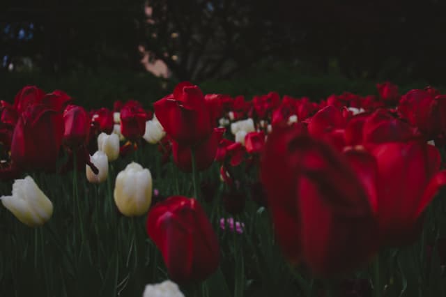 Tulips in Red